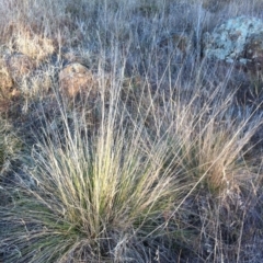 Poa labillardierei (Common Tussock Grass, River Tussock Grass) at Garran, ACT - 9 Aug 2017 by ruthkerruish