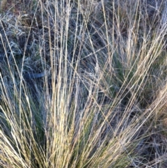 Poa labillardierei at Garran, ACT - 10 Aug 2017 12:00 AM