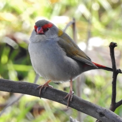 Neochmia temporalis (Red-browed Finch) at Fyshwick, ACT - 10 Aug 2017 by JohnBundock