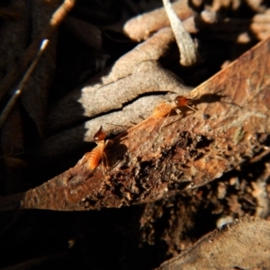 Nasutitermes (genus) at Belconnen, ACT - suppressed