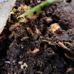Nasutitermes (genus) at Belconnen, ACT - suppressed