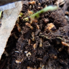 Nasutitermes (genus) at Belconnen, ACT - suppressed
