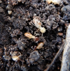 Nasutitermes (genus) at Belconnen, ACT - suppressed