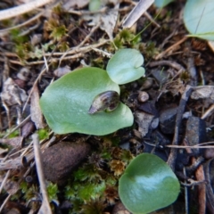 Corysanthes incurva (Slaty Helmet Orchid) at Point 4081 - 10 Aug 2017 by CathB