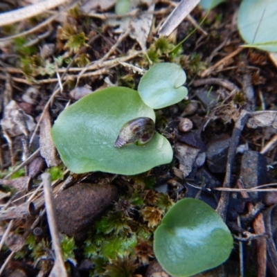 Corysanthes incurva (Slaty Helmet Orchid) at Point 4081 by CathB