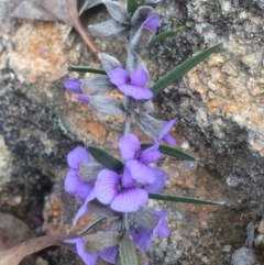 Hovea heterophylla (Common Hovea) at Kambah, ACT - 9 Aug 2017 by George