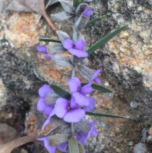 Hovea heterophylla at Kambah, ACT - 9 Aug 2017