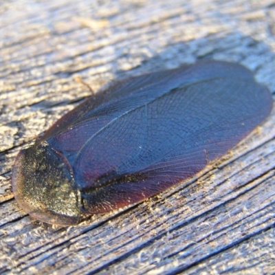 Laxta granicollis (Common bark or trilobite cockroach) at Kambah, ACT - 10 Aug 2017 by MatthewFrawley