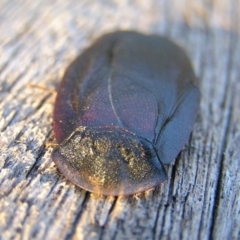 Laxta granicollis at Kambah, ACT - 10 Aug 2017