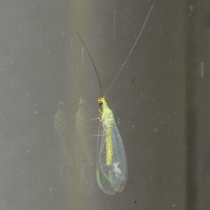 Plesiochrysa ramburi at Conder, ACT - 30 Mar 2015