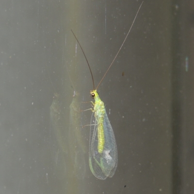 Plesiochrysa ramburi (A Green Lacewing) at Conder, ACT - 30 Mar 2015 by michaelb