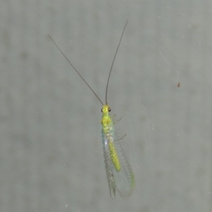 Plesiochrysa ramburi at Conder, ACT - 30 Mar 2015