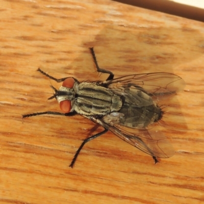 Sarcophagidae (family) (Unidentified flesh fly) at Conder, ACT - 31 Mar 2015 by MichaelBedingfield