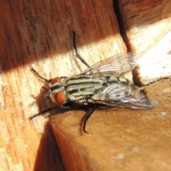 Sarcophagidae sp. (family) at Conder, ACT - 31 Mar 2015