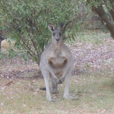 Macropus giganteus (Eastern Grey Kangaroo) at Conder, ACT - 10 Aug 2017 by MichaelBedingfield