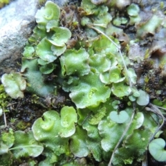 Lunularia cruciata (A thallose liverwort) at Molonglo Valley, ACT - 2 Aug 2017 by MichaelBedingfield