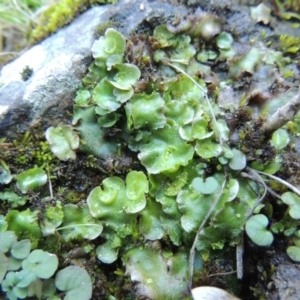 Lunularia cruciata at Molonglo River Reserve - 2 Aug 2017 05:51 PM