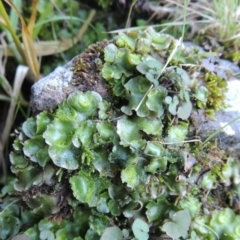 Lunularia cruciata at Molonglo River Reserve - 2 Aug 2017