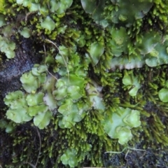 Lunularia cruciata at Molonglo River Reserve - 2 Aug 2017