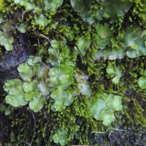 Lunularia cruciata at Molonglo River Reserve - 2 Aug 2017