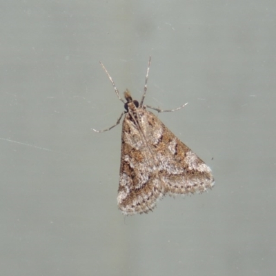 Phanomorpha dapsilis (A Crambid moth) at Conder, ACT - 3 Apr 2015 by MichaelBedingfield