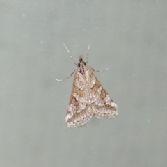 Phanomorpha dapsilis at Conder, ACT - 3 Apr 2015 07:32 AM