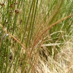 Vulpia bromoides (Squirrel-tail Fescue, Hair Grass) at Molonglo Valley, ACT - 27 Nov 2016 by AndyRussell