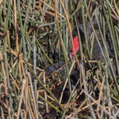 Cygnus atratus (Black Swan) at Kingston, ACT - 11 Aug 2017 by AlisonMilton