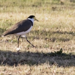 Vanellus miles (Masked Lapwing) at Kingston, ACT - 11 Aug 2017 by AlisonMilton