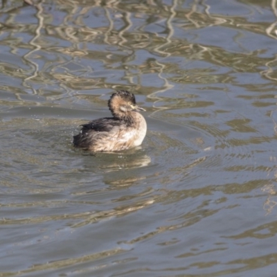 Tachybaptus novaehollandiae (Australasian Grebe) at Lake Burley Griffin Central/East - 10 Aug 2017 by Alison Milton