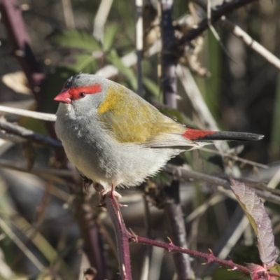 Neochmia temporalis (Red-browed Finch) at Fyshwick, ACT - 11 Aug 2017 by Alison Milton