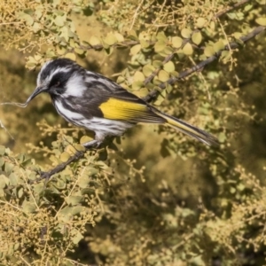 Phylidonyris niger X novaehollandiae (Hybrid) at Fyshwick, ACT - 11 Aug 2017 01:41 PM