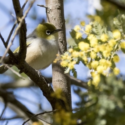 Zosterops lateralis (Silvereye) at Kingston, ACT - 10 Aug 2017 by Alison Milton