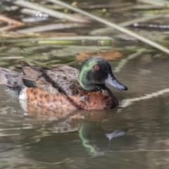 Anas castanea (Chestnut Teal) at Kingston, ACT - 11 Aug 2017 by AlisonMilton