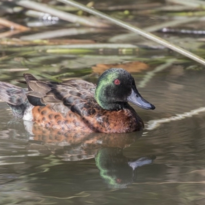 Anas castanea (Chestnut Teal) at Lake Burley Griffin Central/East - 10 Aug 2017 by AlisonMilton