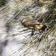 Acanthiza chrysorrhoa (Yellow-rumped Thornbill) at Lake Burley Griffin Central/East - 10 Aug 2017 by Alison Milton