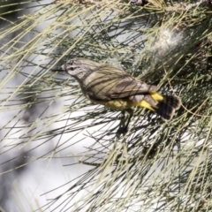 Acanthiza chrysorrhoa (Yellow-rumped Thornbill) at Kingston, ACT - 10 Aug 2017 by Alison Milton