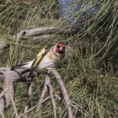 Carduelis carduelis (European Goldfinch) at Lake Burley Griffin Central/East - 10 Aug 2017 by Alison Milton