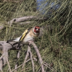 Carduelis carduelis (European Goldfinch) at Kingston, ACT - 11 Aug 2017 by AlisonMilton