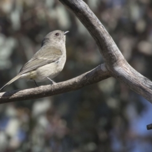 Pachycephala pectoralis at Fyshwick, ACT - 11 Aug 2017