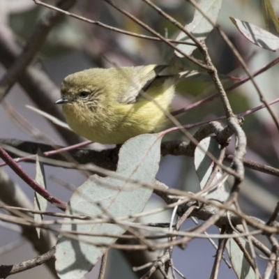 Acanthiza nana (Yellow Thornbill) at Fyshwick, ACT - 11 Aug 2017 by AlisonMilton