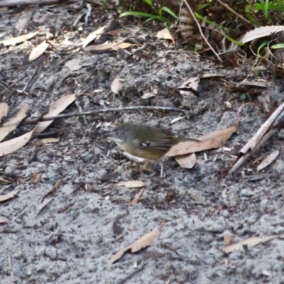 Sericornis frontalis (White-browed Scrubwren) at Merimbula, NSW - 11 Aug 2017 by RossMannell