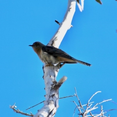 Cacomantis flabelliformis (Fan-tailed Cuckoo) at Merimbula, NSW - 10 Aug 2017 by RossMannell