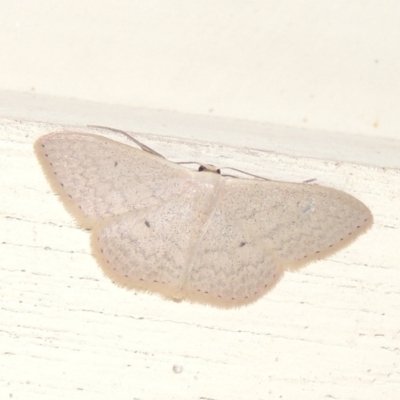 Scopula optivata (Varied Wave) at Conder, ACT - 5 Apr 2015 by MichaelBedingfield