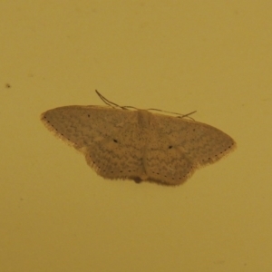 Scopula optivata at Conder, ACT - 5 Apr 2015