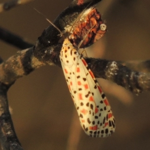 Utetheisa pulchelloides at Paddys River, ACT - 2 Mar 2016 07:42 PM