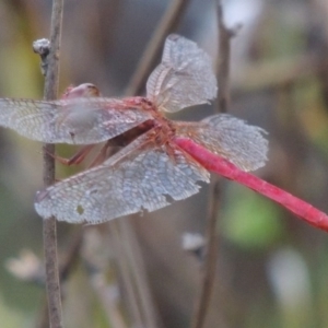 Diplacodes haematodes at Paddys River, ACT - 6 Apr 2016