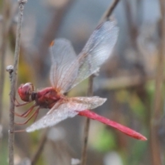 Diplacodes haematodes at Paddys River, ACT - 6 Apr 2016 06:56 PM