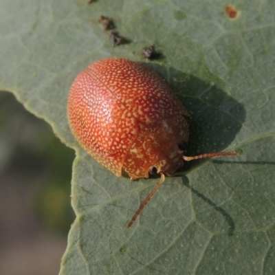 Paropsis atomaria (Eucalyptus leaf beetle) at Paddys River, ACT - 2 Mar 2016 by michaelb