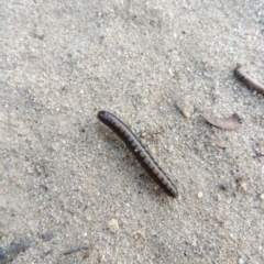 Solaenodolichopus sp. (genus) (Millepede) at Pine Island to Point Hut - 16 Mar 2016 by michaelb